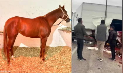 Malatya Girişinde At Nakil Aracı Kaza Yaptı: Şampiyon Heyfa Telef Oldu