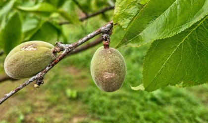 Malatya’da Dolu Sonrası Hasar Tespit Çalışmaları Başladı