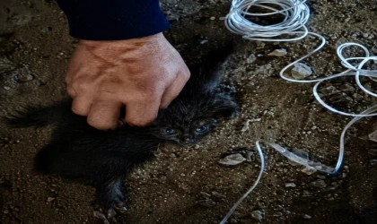 Minik Can Baca Deliğinde Mahsur Kaldı, İtfaiye Seferber Oldu