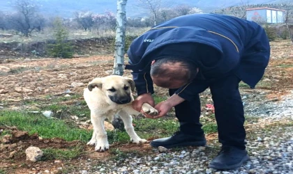 MOTAŞ Şoföründen Yürek Isıtan Hareket: Topallayan Köpeğin Ayağındaki Taşı Çıkardı