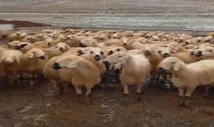 Yarımca’da Kar Altında Zorlu Üretim