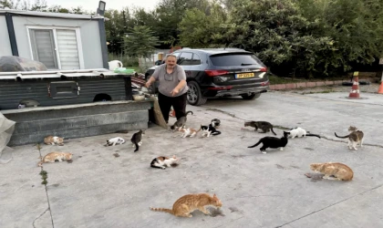 Her Gün Onlarca Sokak Kedisini Kendi Elleriyle Besliyor