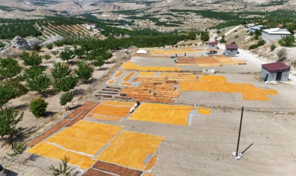 Malatya’da Hasat Bitti, Kurşunlu’da Yeni Başladı