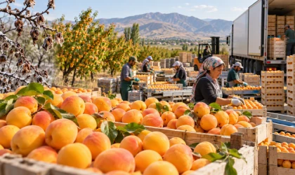Malatya'nın Yaş Meyve ve Sebze İhracatı İkiye Katlandı